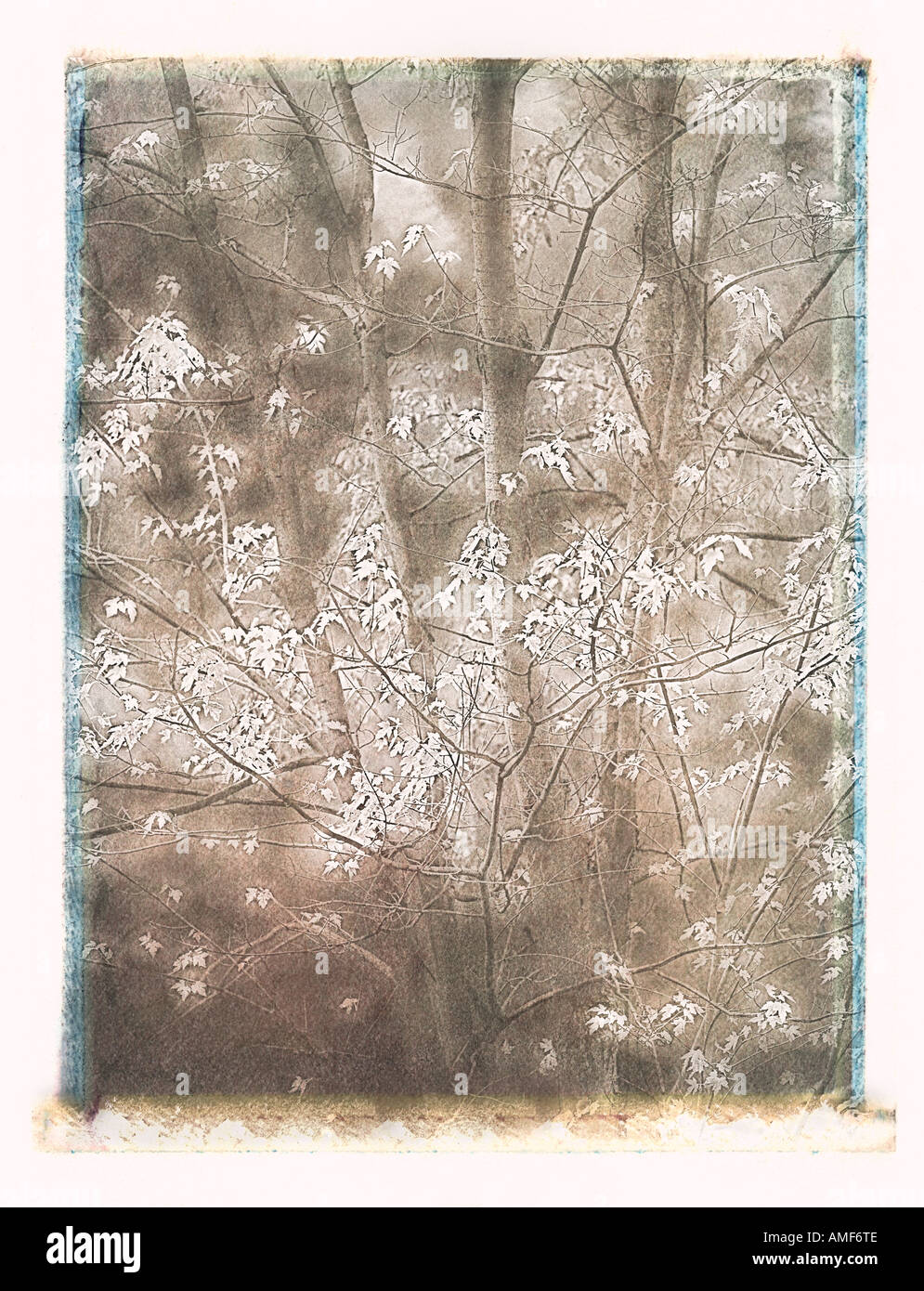 Autumn fall woodland colors Cut Out Stock Images & Pictures - Alamy