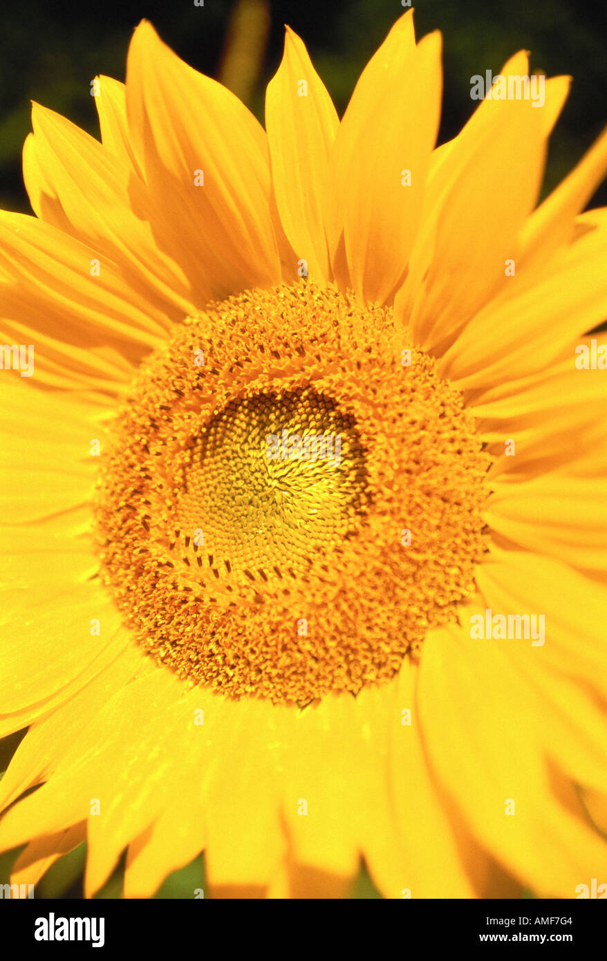 Detailed view sunflower flower hi-res stock photography and images - Alamy