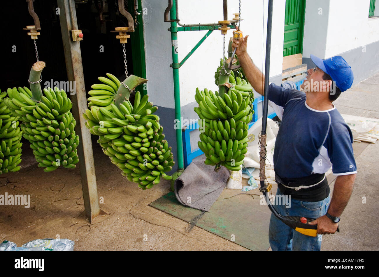 Unloading bananas into the cooperative packaging facility in the