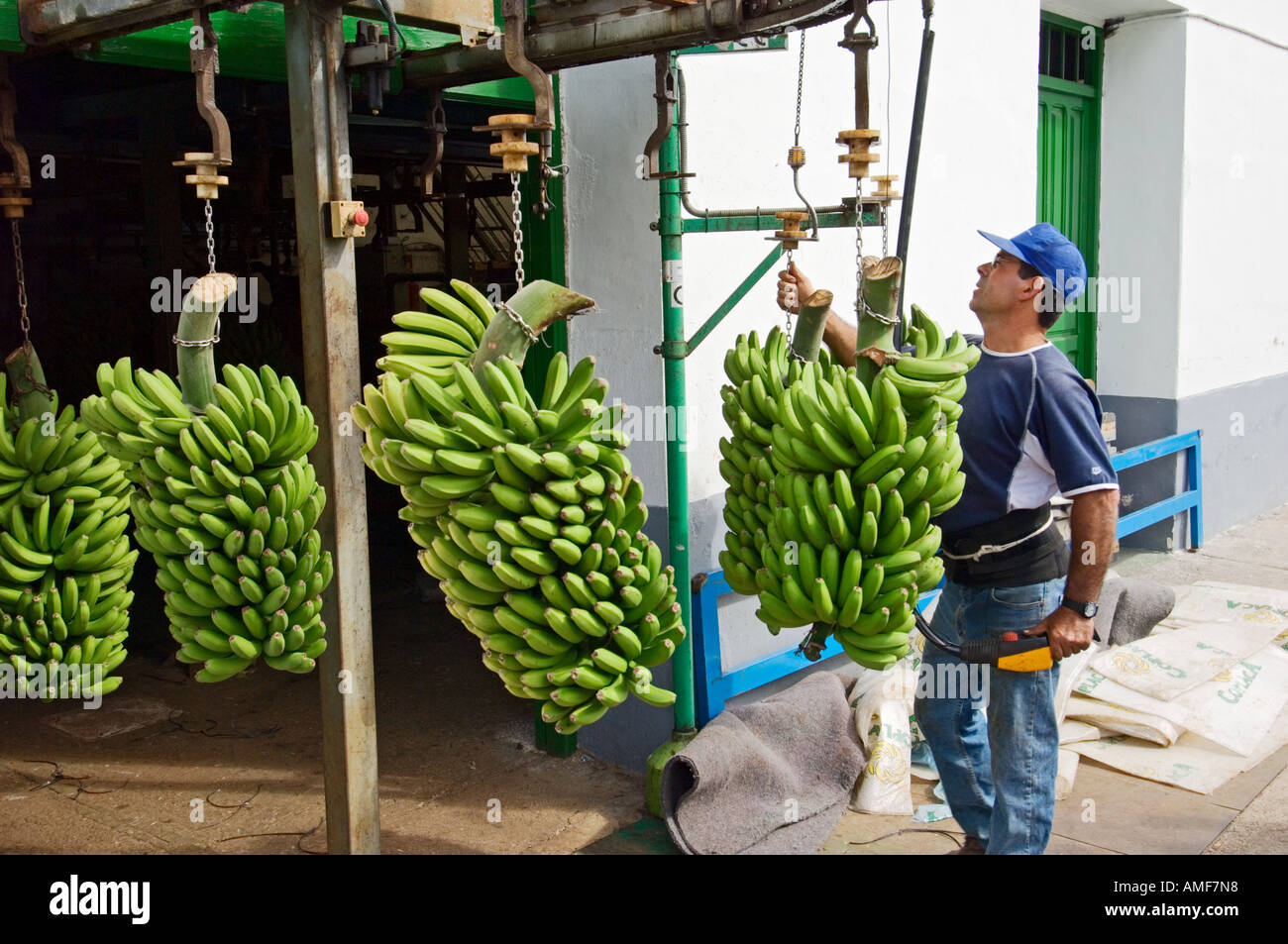 Unloading bananas into the cooperative packaging facility in the