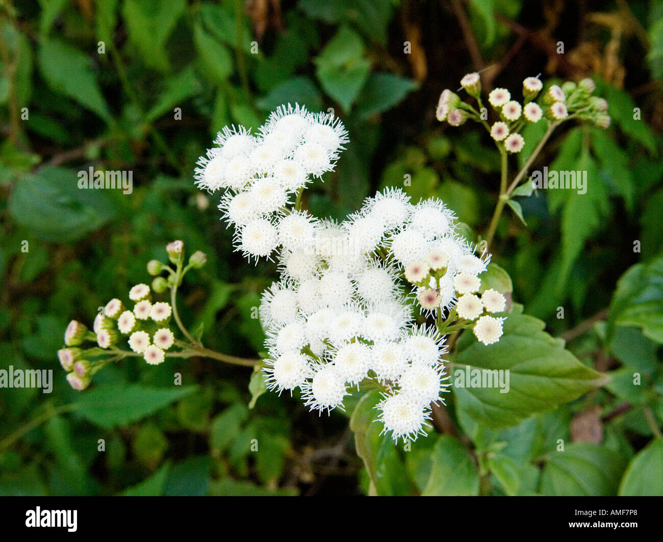 White flowers and leaves of Crofton weed, Ageratina adenophora. Island of La Gomera, Canary Islands. Stock Photo