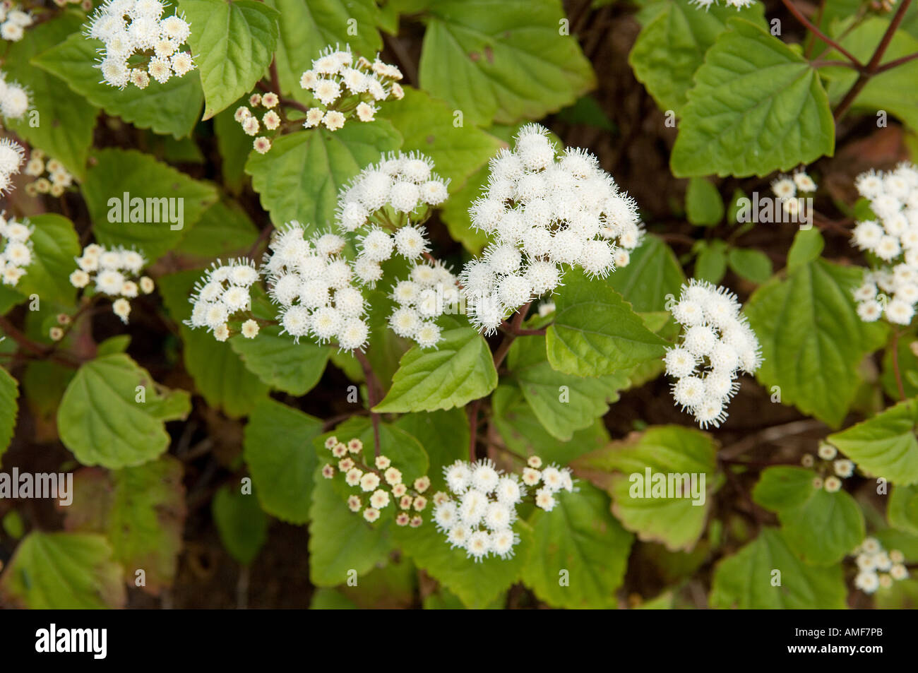 White flowers and leaves of Crofton weed, Ageratina adenophora. Island of La Gomera, Canary Islands Stock Photo
