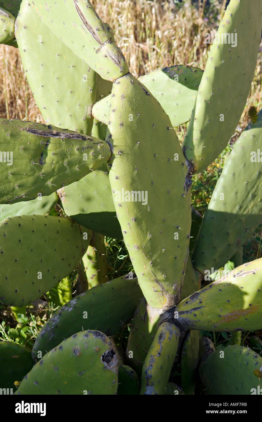 Prickly pear cactus the arid southern area of La Gomera, Canary Islands Stock Photo