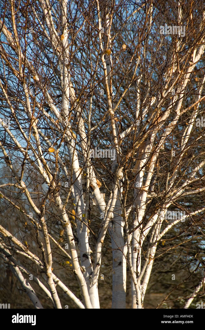Beautiful white stem of this particular variety of the famous Silver Birch Tree Stock Photo