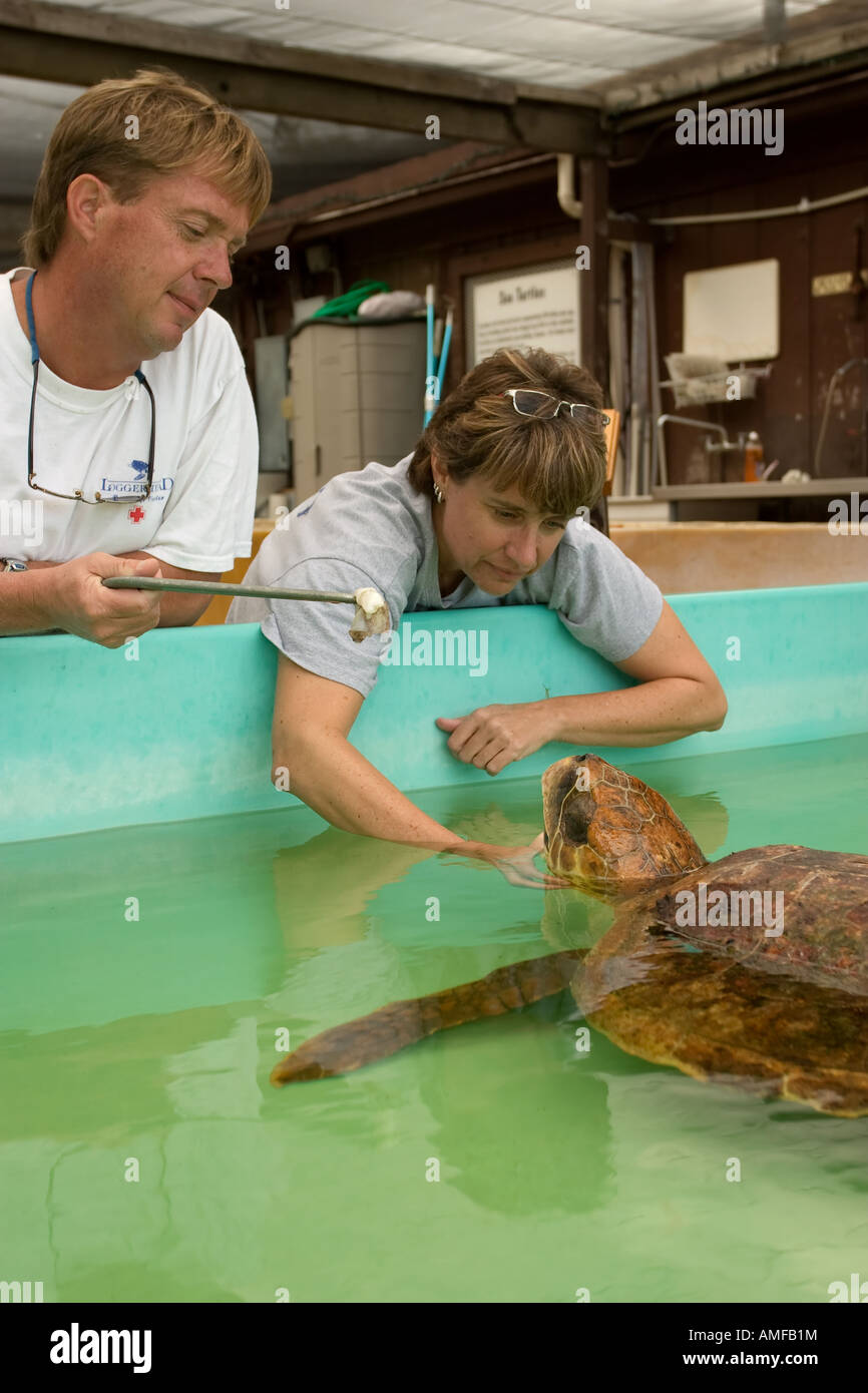 An adult loggerhead sea turtle Caretta caretta undergoing rehabilitation at the marinelife center of Juno beach Stock Photo