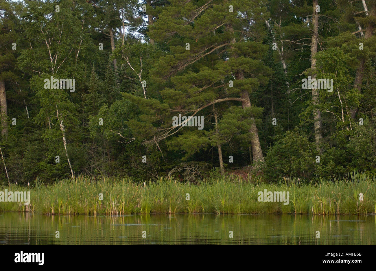 Evergreen coastal forest hi-res stock photography and images - Alamy