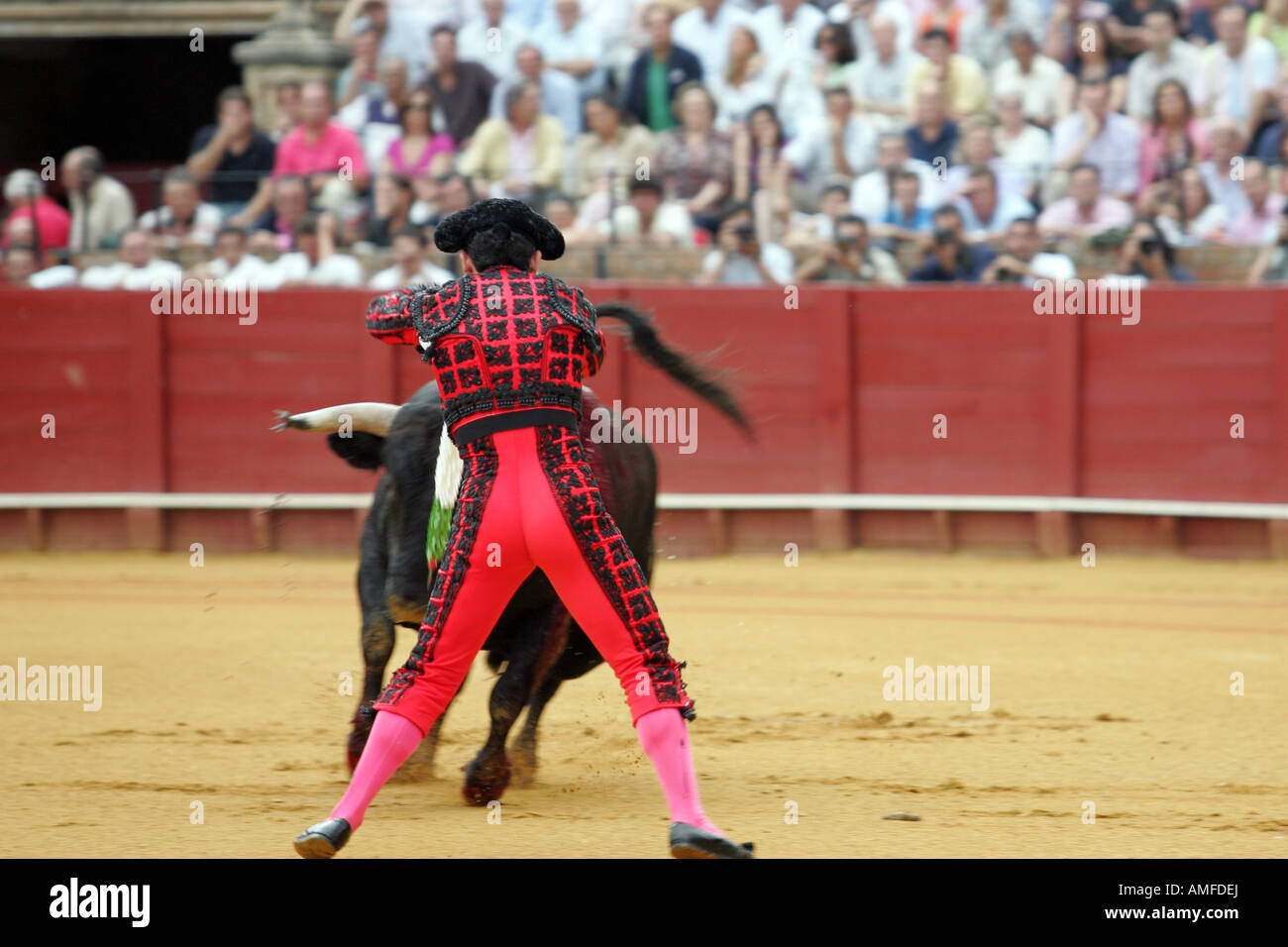Bullfighting banderillero banderillas fighting bull hires stock
