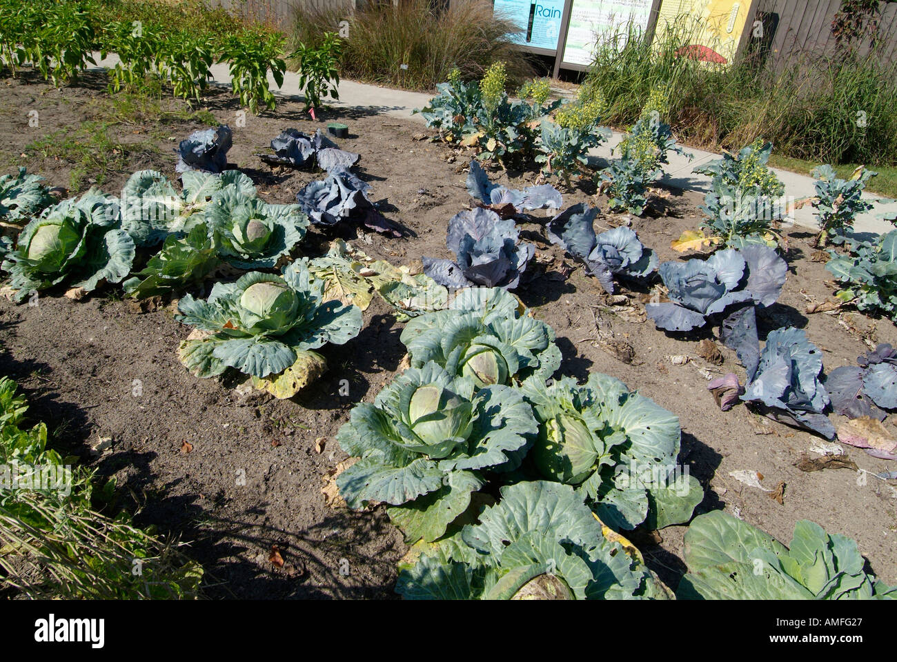 cabbage patch garden