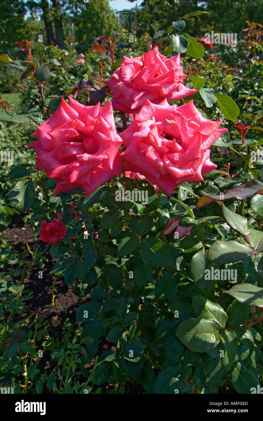 Dow gardens rose garden hires stock photography and images Alamy