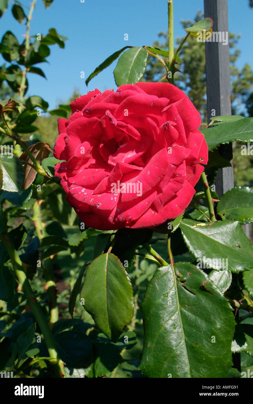 Dow gardens rose garden hires stock photography and images Alamy