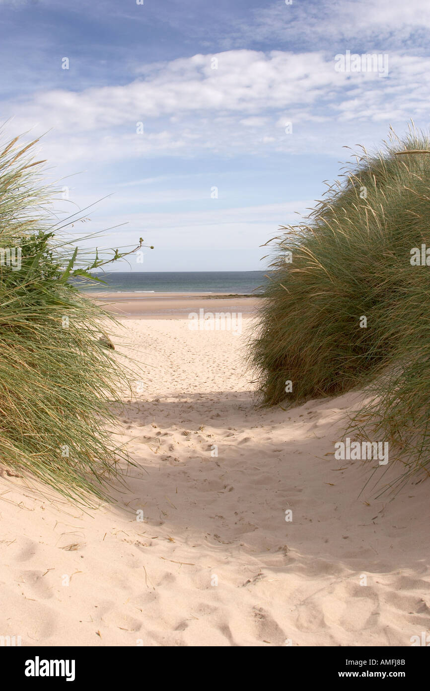 Portrait shot of beach pathway with sand dunes either side showing blue sky with white clouds and entrance to beach area Stock Photo