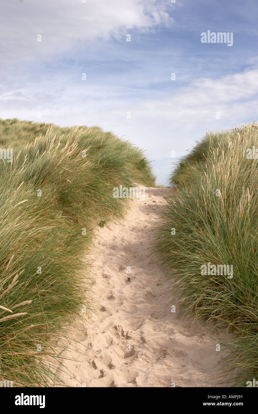 Portrait shot of beach pathway with sand dunes either side showing blue sky with white clouds Stock Photo