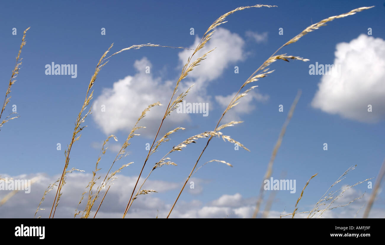 landscape shot showing close up detail of beach grass with sky and white clouds out of focus in the background Stock Photo