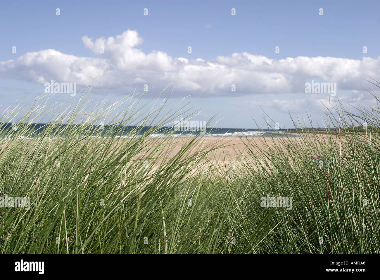 landscape shot of beach grass in foreground with beach and sea in background showing blue sky with white clouds Stock Photo