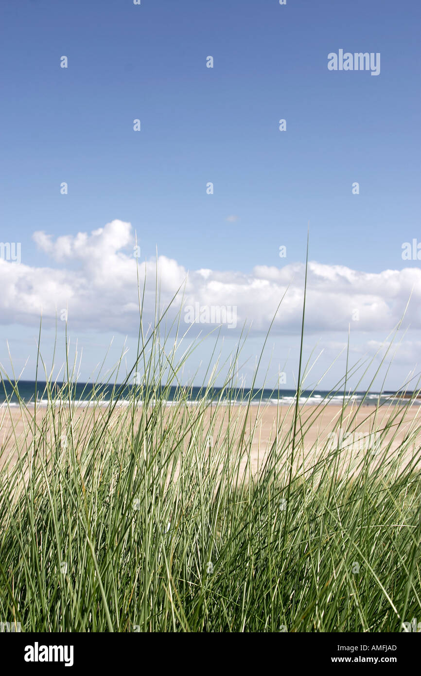 Portrait shot of beach grass in foreground with beach and sea in background showing blue sky with white clouds Stock Photo