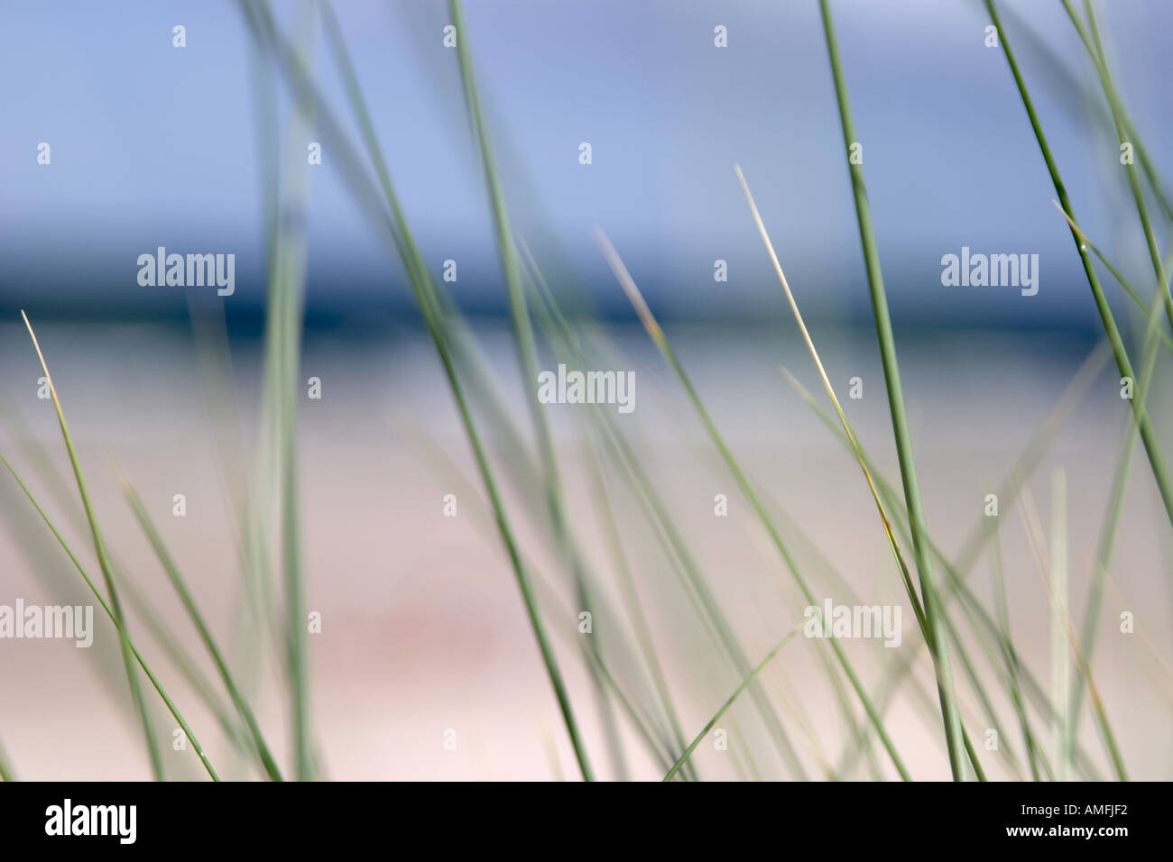 landscape shot showing close up detail of beach  grass with sand sea and sky out of focus in the  background Stock Photo