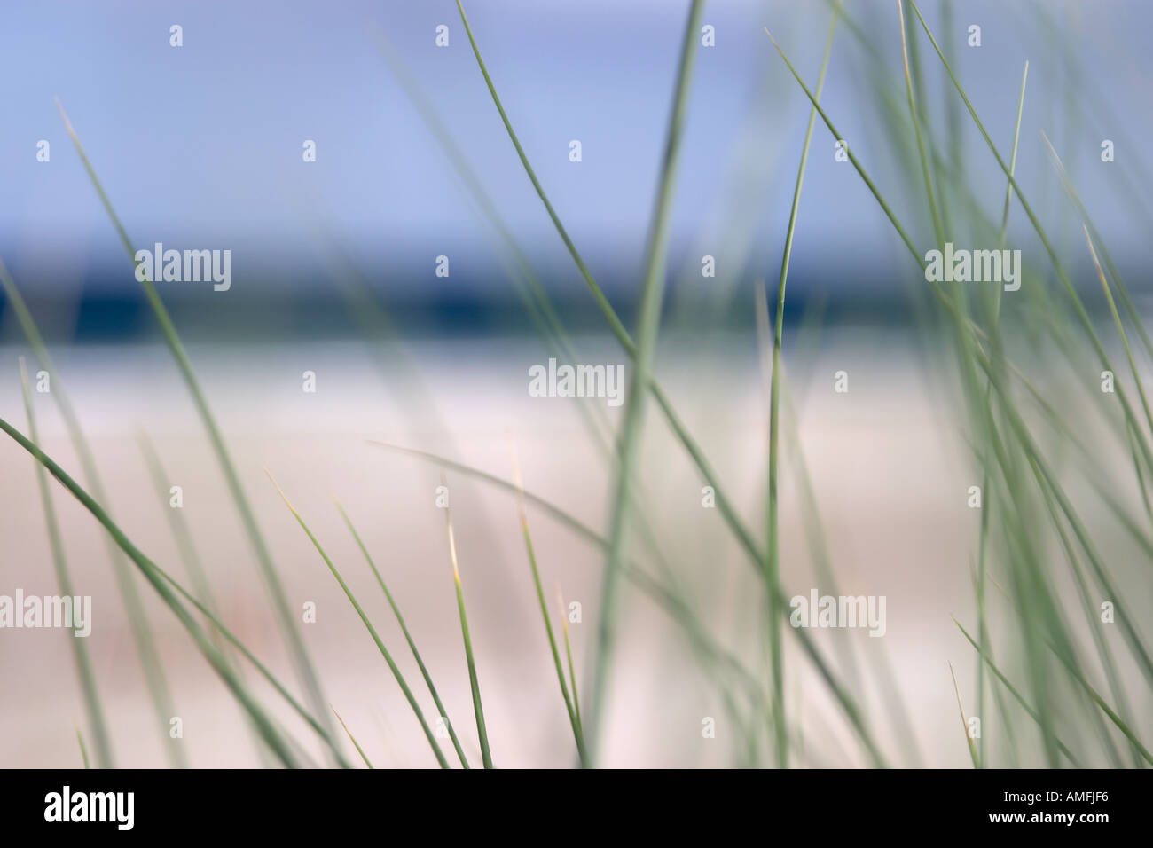 landscape shot showing close up detail of beach grass with sand sea and sky out of focus in the background Stock Photo