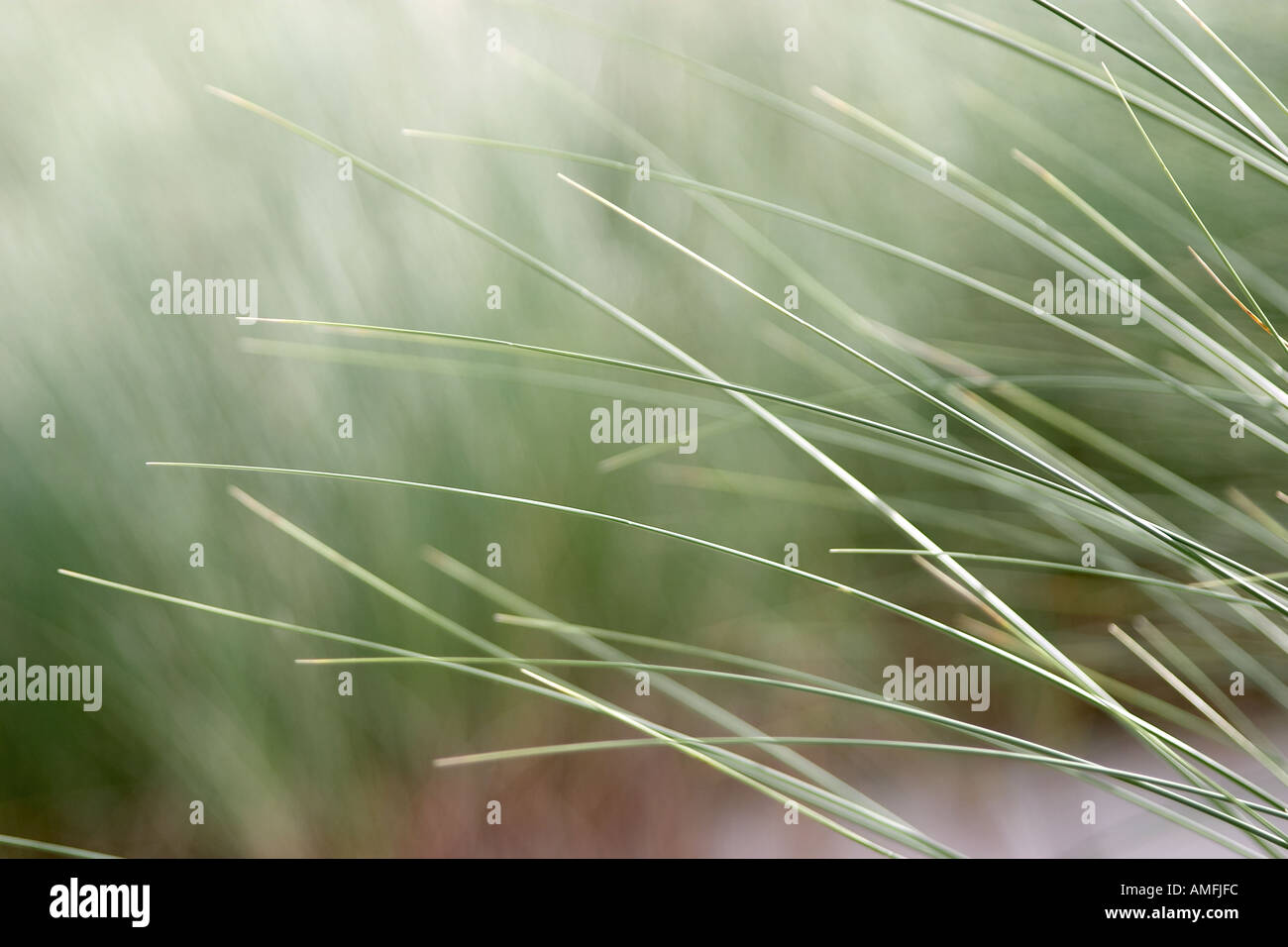 landscape shot showing close up detail of beach grass with shallow focus Stock Photo
