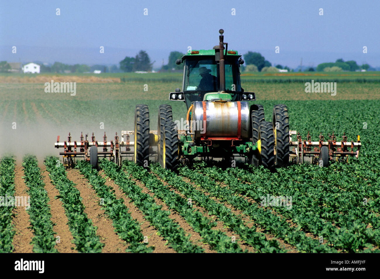 Cultivating and spraying sugar beets in Canyon County, Idaho. Stock Photo