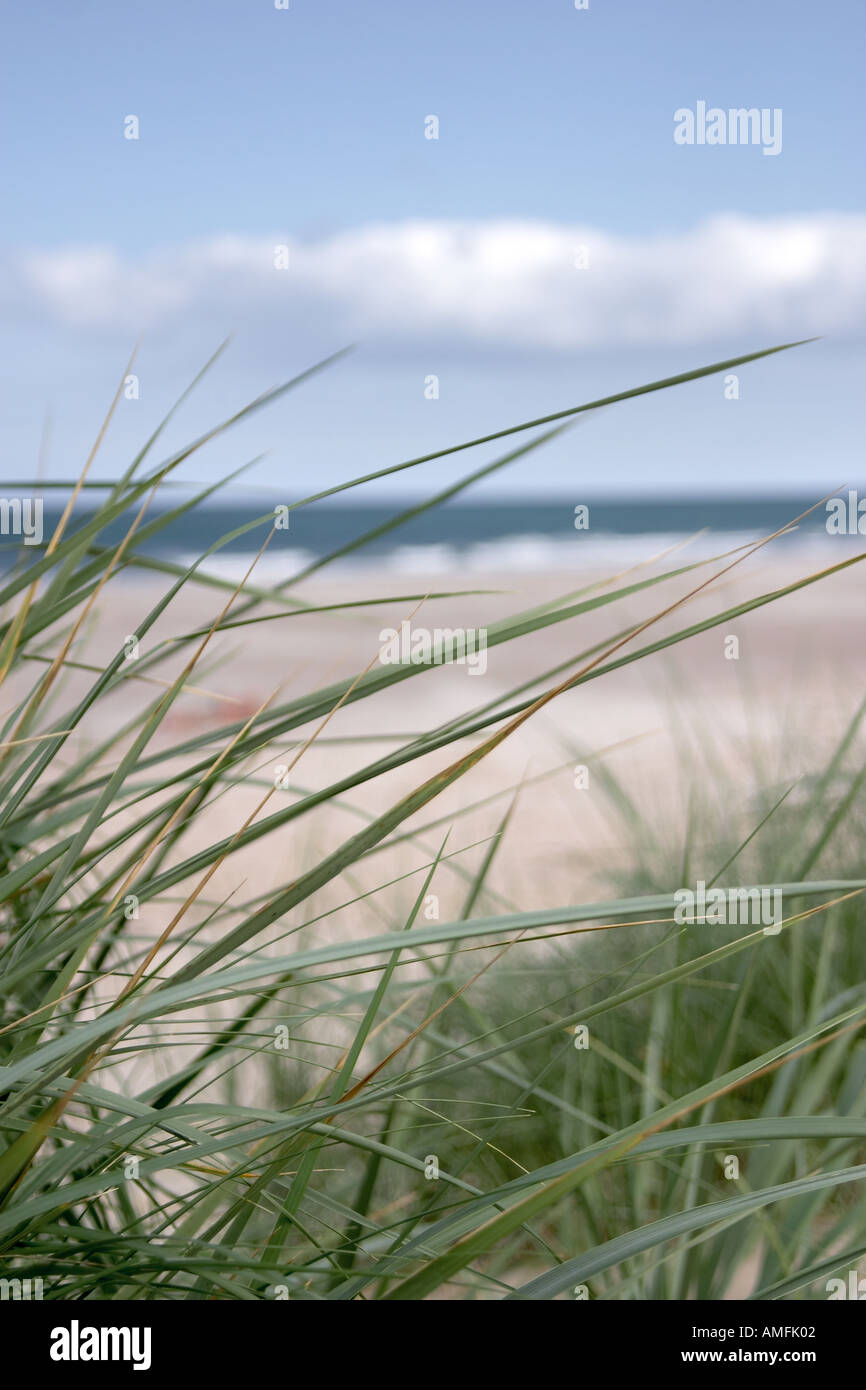 portrait shot showing close up detail of beach grass with sand sea and sky out of focus in the background Stock Photo