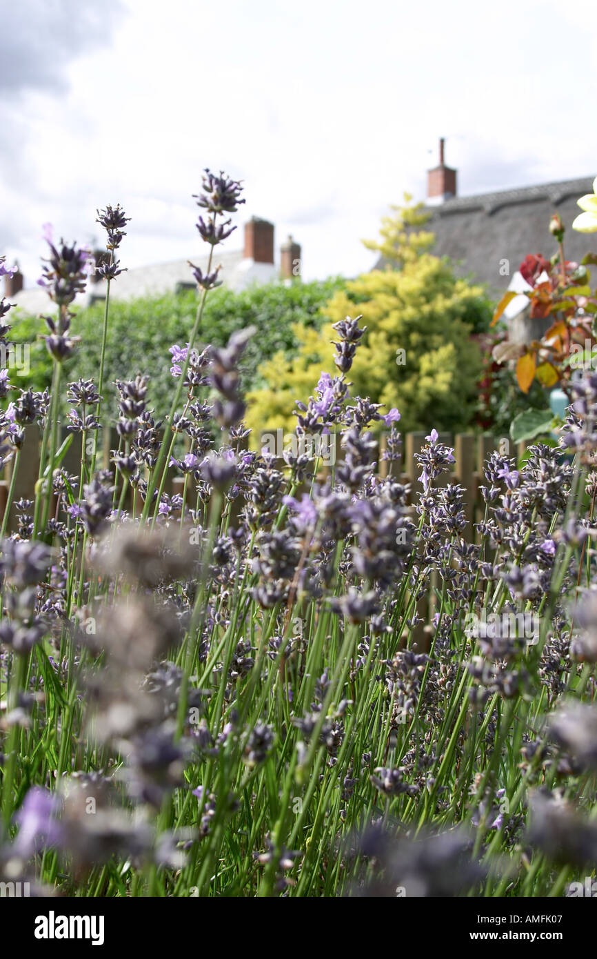 portrait shot of lavender plant in typical English countryside garden setting with thatched roofs in background Stock Photo