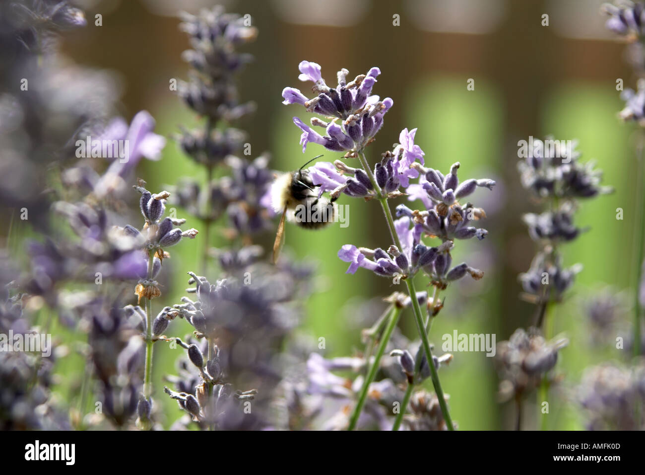 landscape shot of lavender plant in typical English countryside garden setting with bee collecting pollen Stock Photo