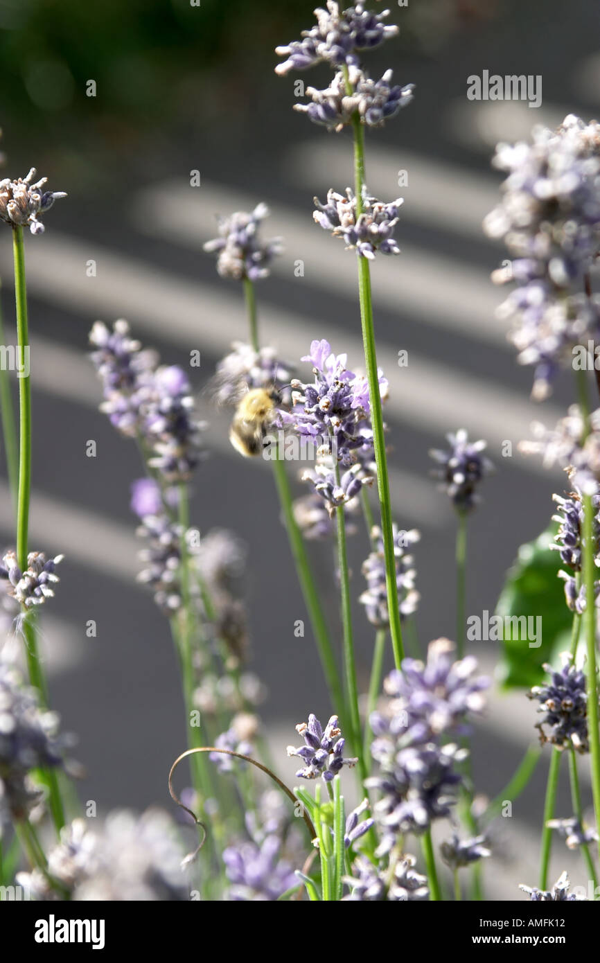 portrait shot of lavender plant in typical English countryside garden setting with bee collecting pollen Stock Photo