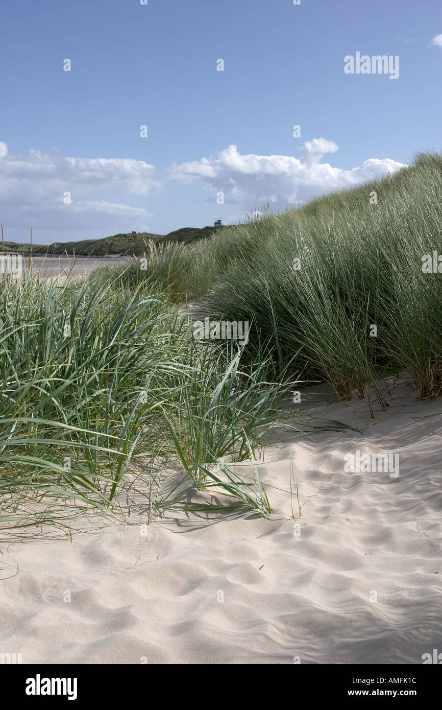 Portrait shot showing close up detail of beach grass with sand sea and sky out of focus in the background Stock Photo