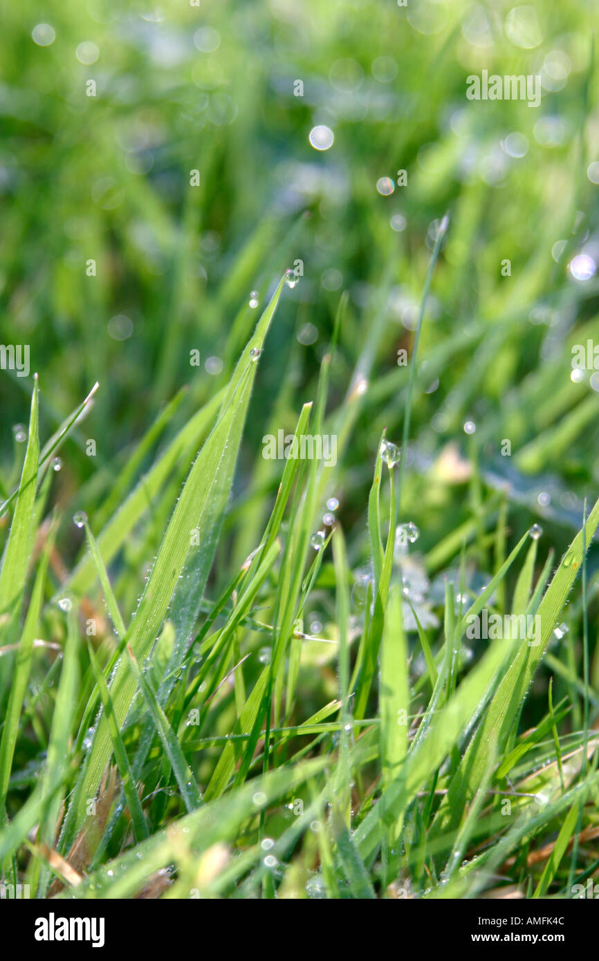 portrait shot showing green grass with early morning dew on it Stock Photo