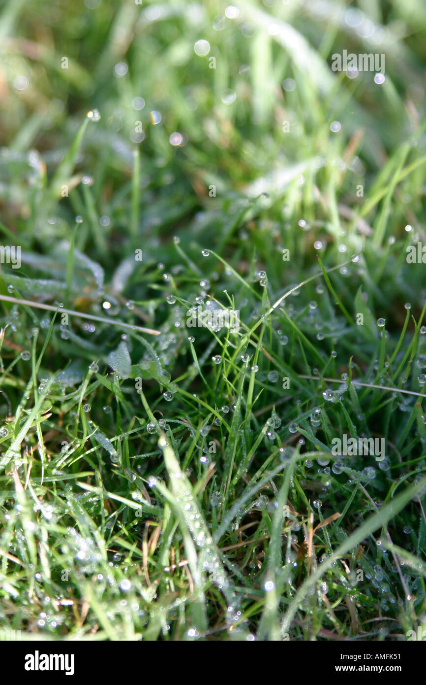 Portrait shot showing green grass with early morning dew on it Stock Photo