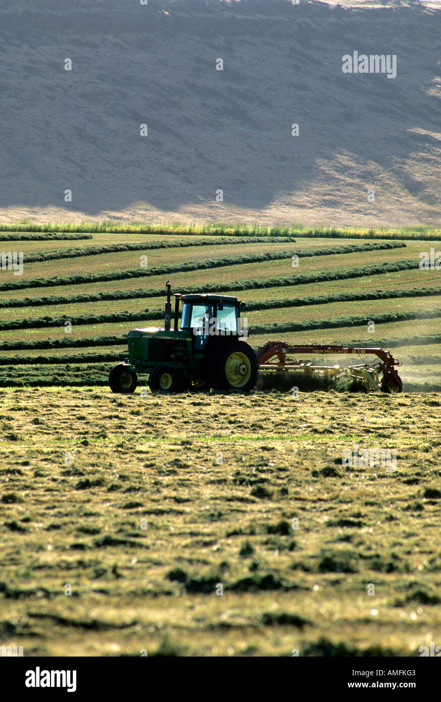 A tractor raking harvested hay in Grandview, Idaho. Stock Photo