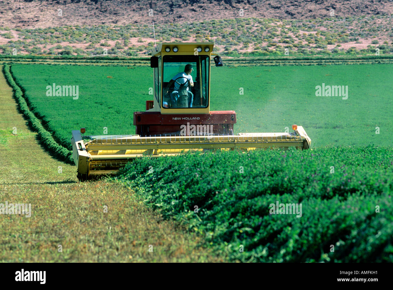 Swather cutting alfalfa in Grandview, Idaho. Stock Photo