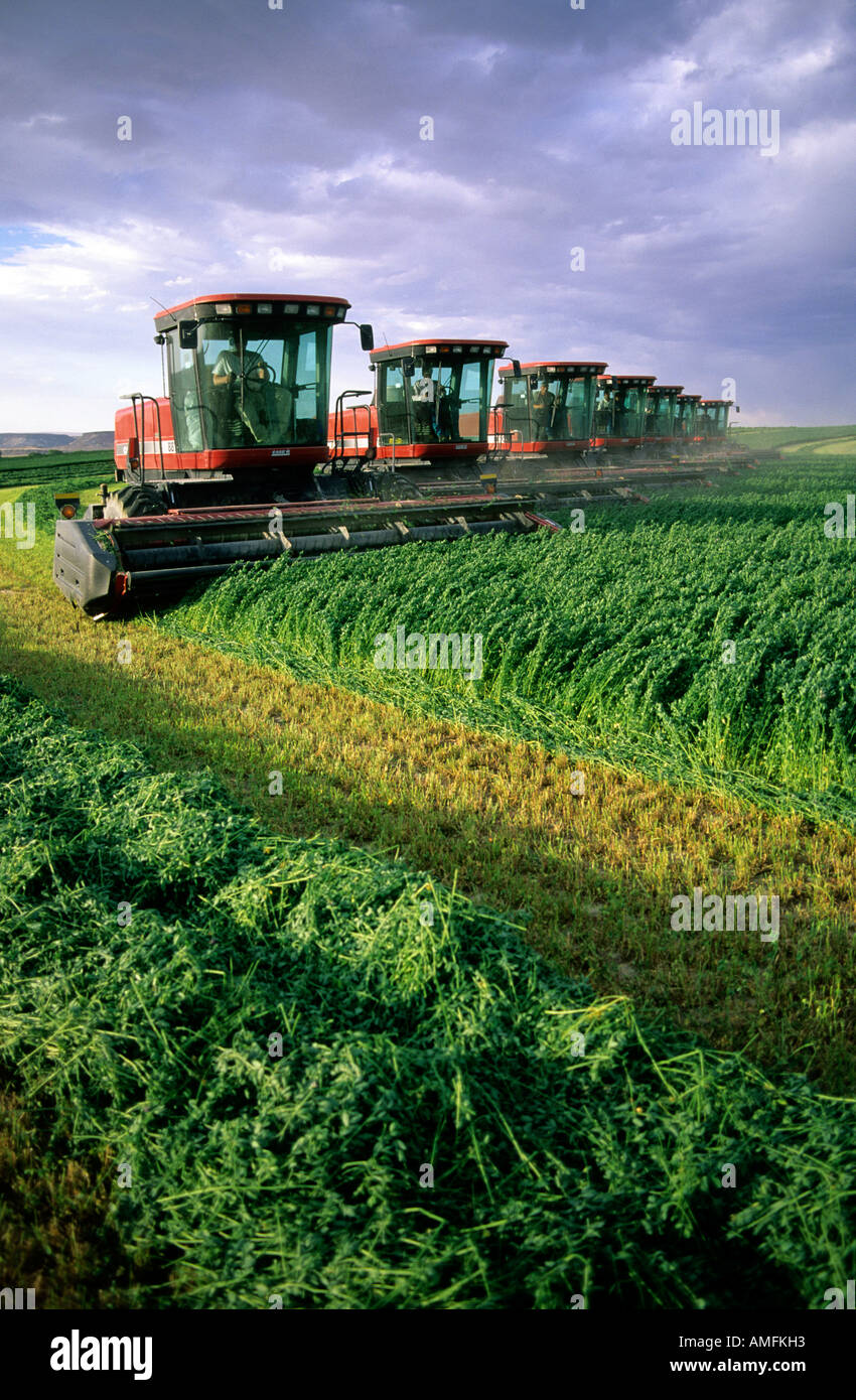 Swathers cutting alfalfa in Grandview, Idaho. Stock Photo