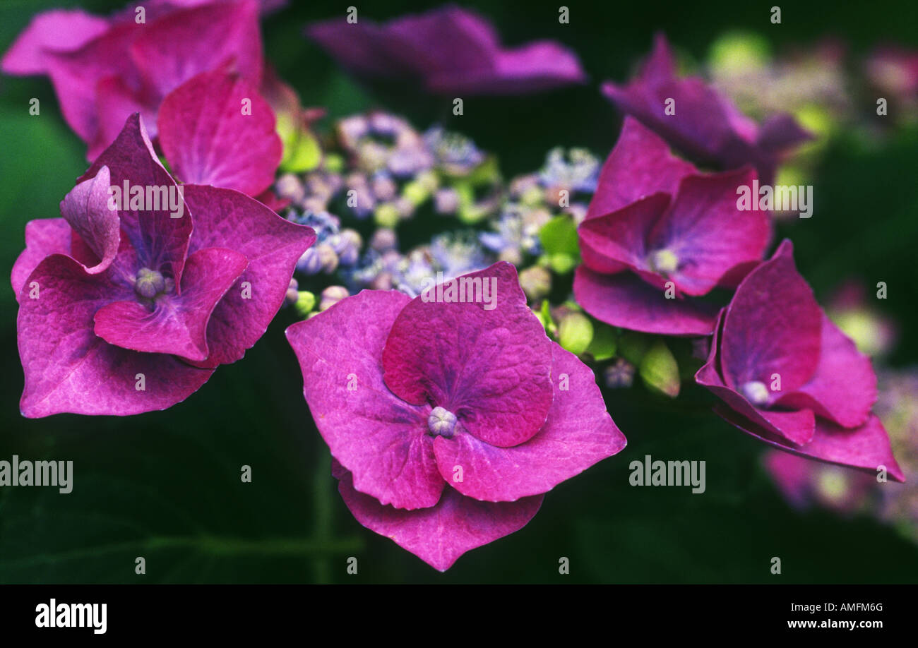 Cluster of hydrangea flowers hi-res stock photography and images - Alamy