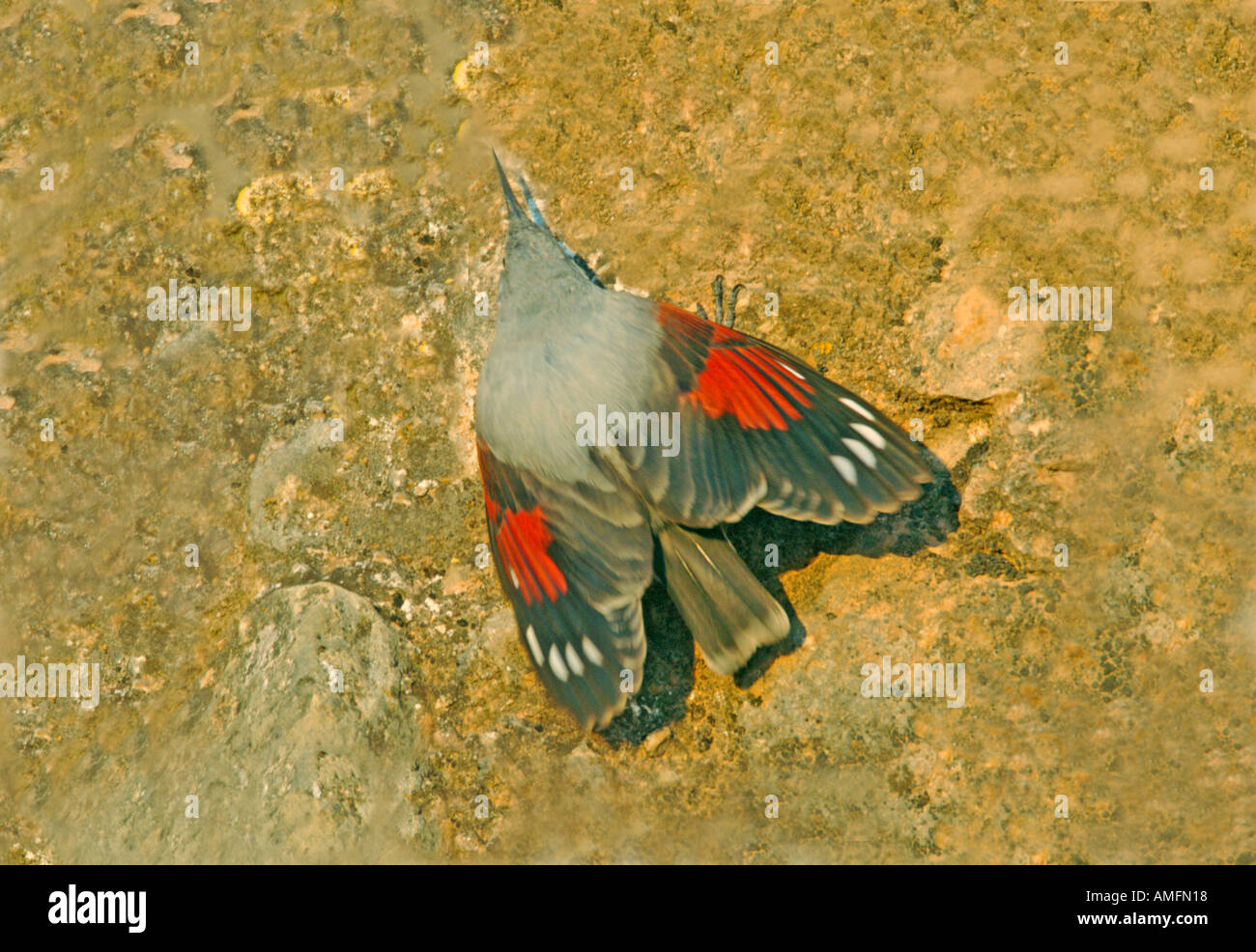 WALLCREEPER single bird climbing cliff face. Spain .March Stock Photo