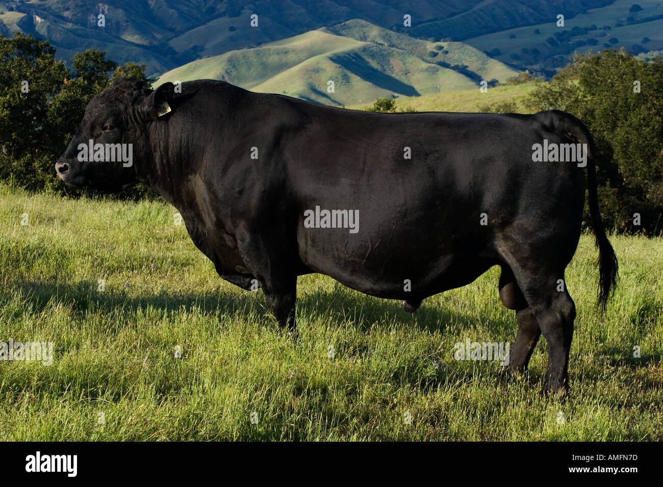 A large Angus bull feeds on spring pasture on a California ranch  Stock Photo