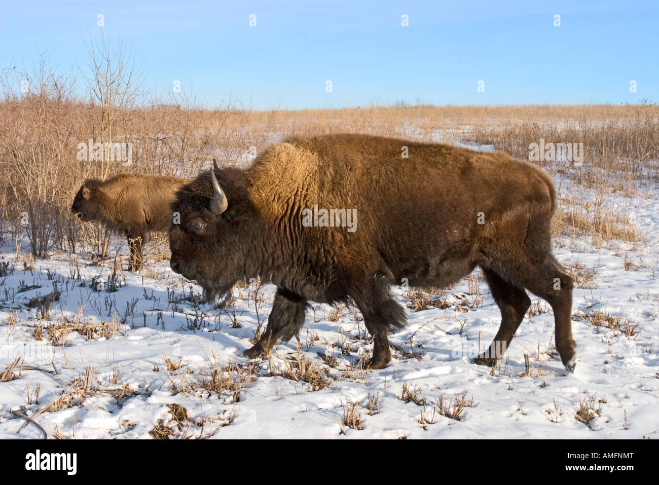 American Bison Bison bison Prairie State Park Missouri United States 2