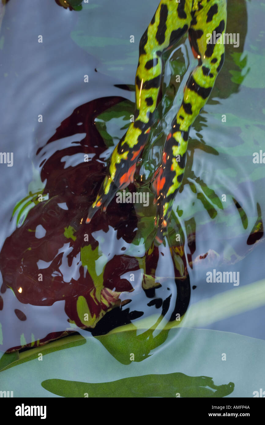 Frog jumping in water hires stock photography and images Alamy