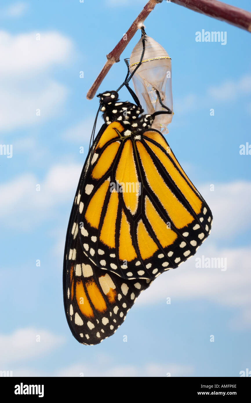 Monarch Butterfly after emerging from it's chrysalis. Stock Photo
