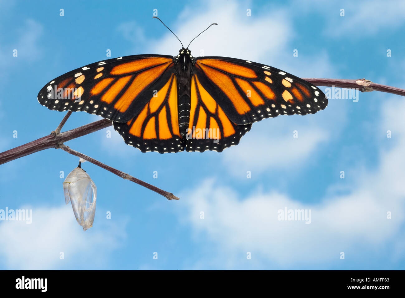 Monarch on a brench sky background Stock Photo