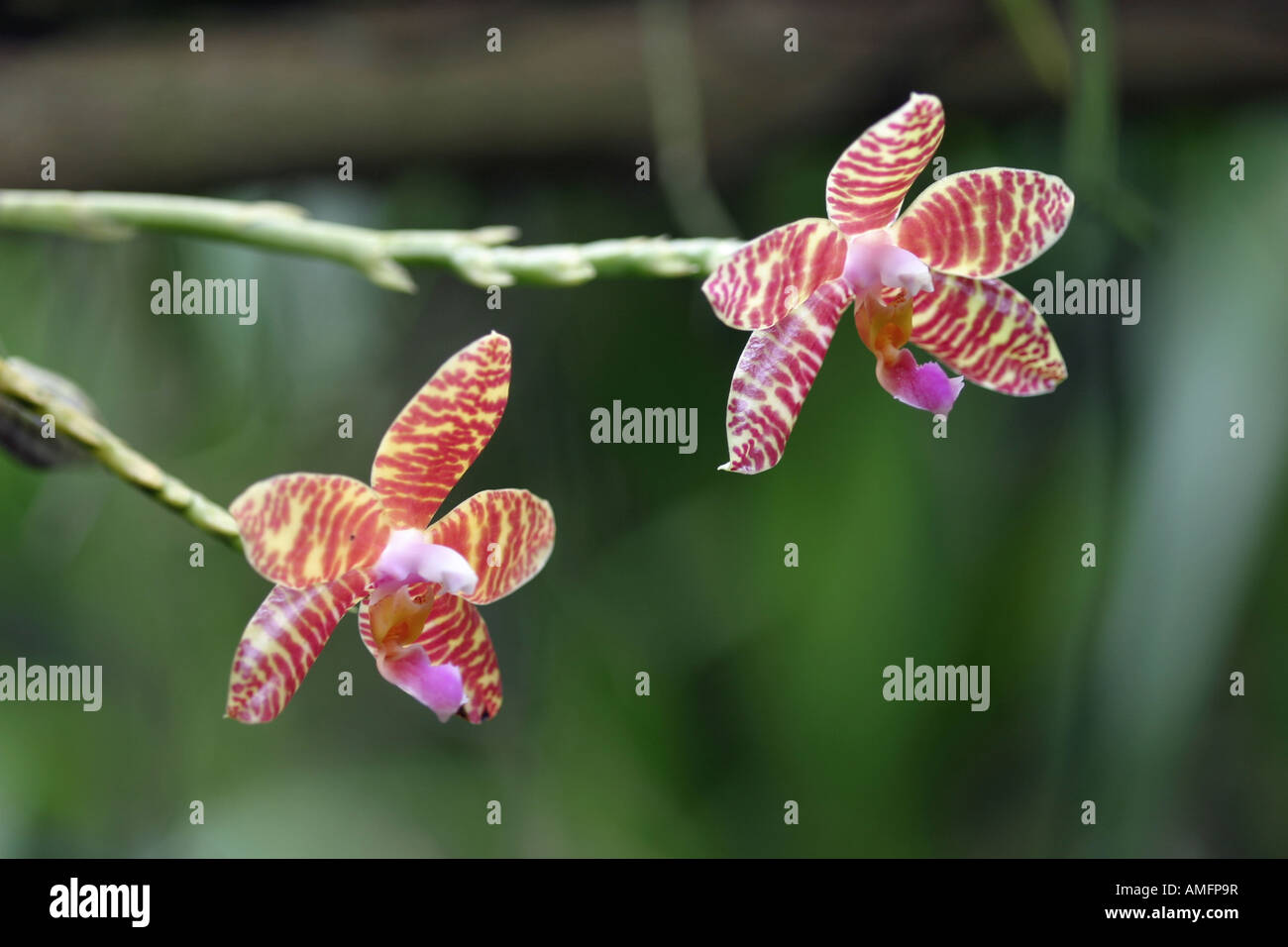 Lovely orchids hi-res stock photography and images - Alamy