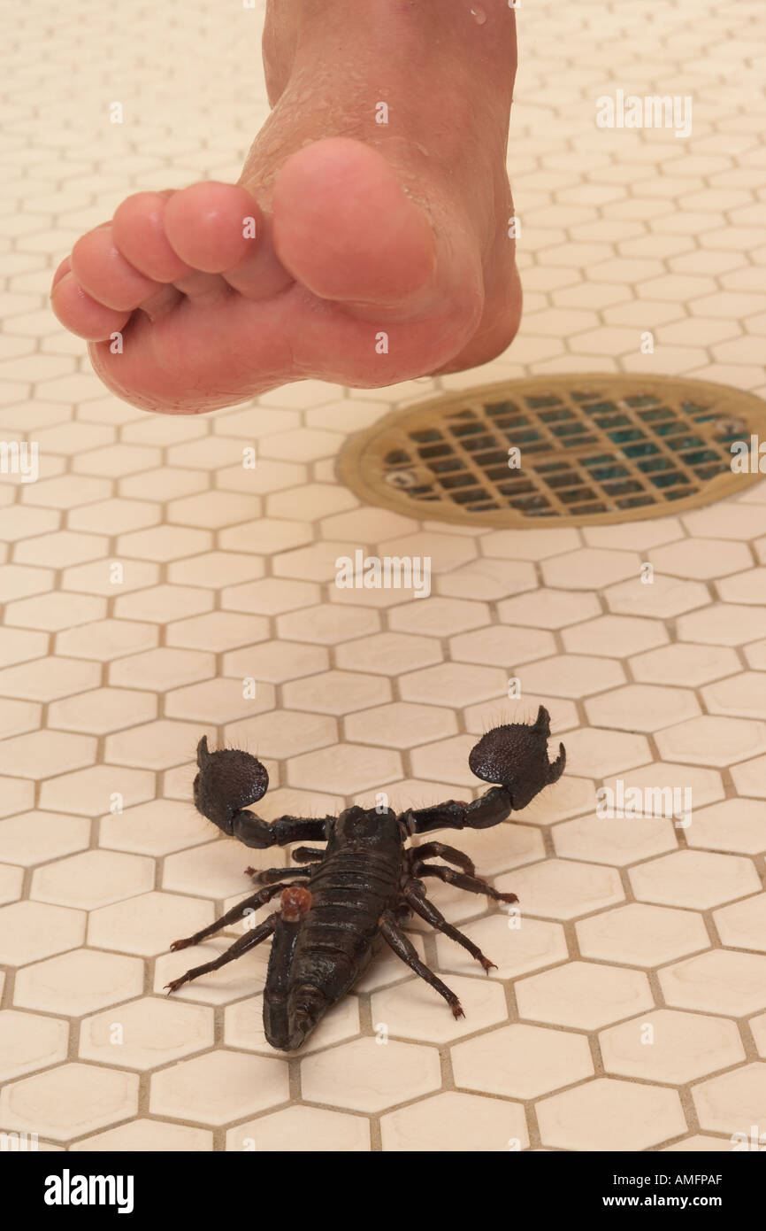 Barefoot Bug Crush