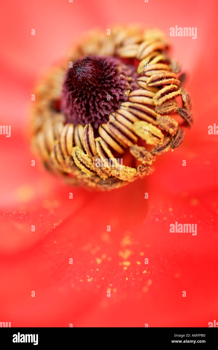 Vertical Close up of centre of red yellow Ranunculus Flower Stock Photo