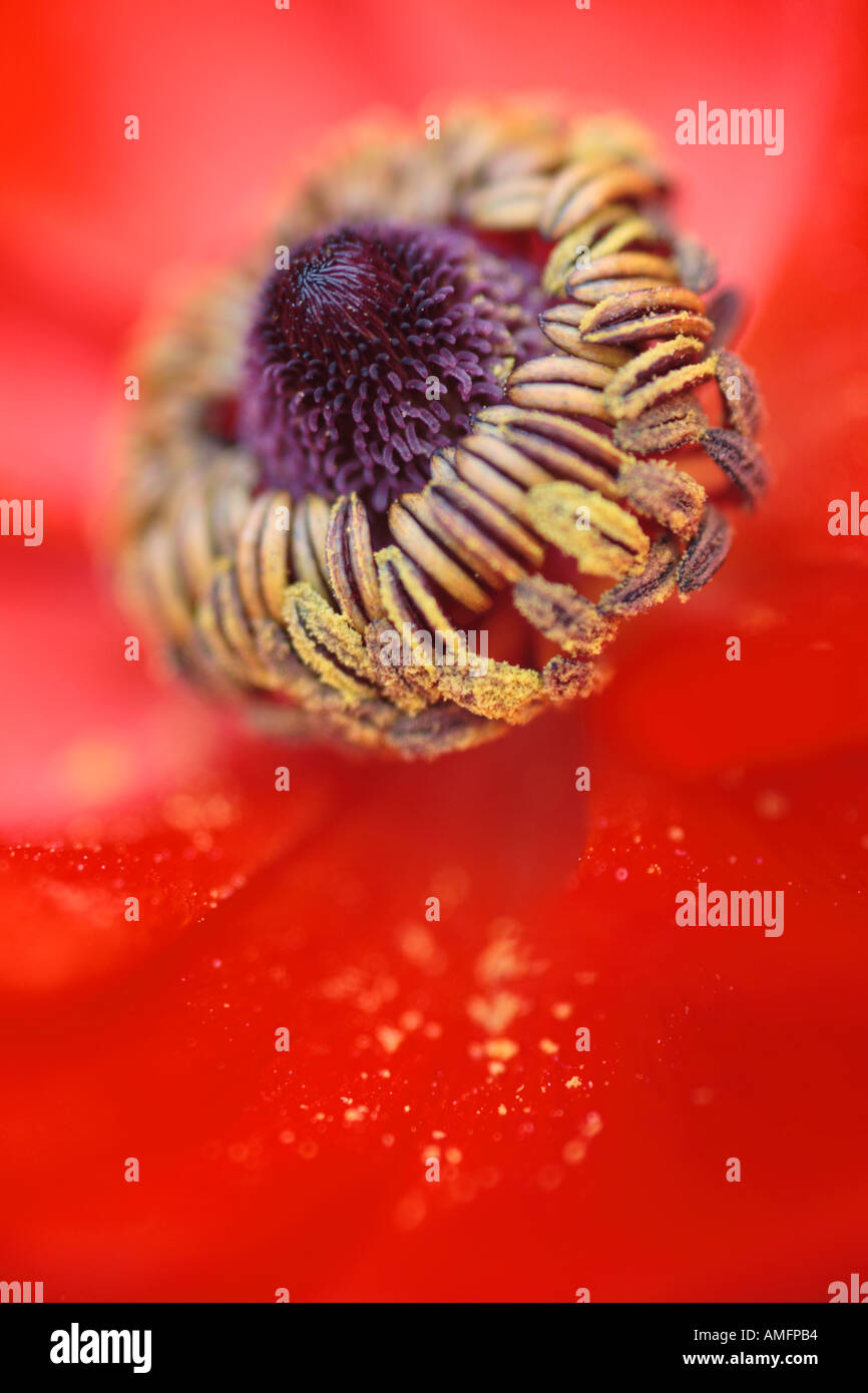 Vertical Close up of centre of red yellow Ranunculus Flower Stock Photo
