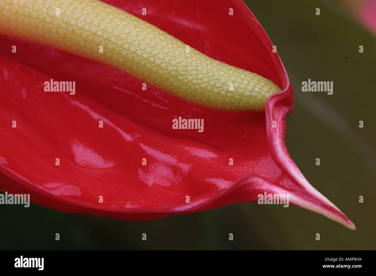 The wonderful Anthurium plant Stock Photo - Alamy