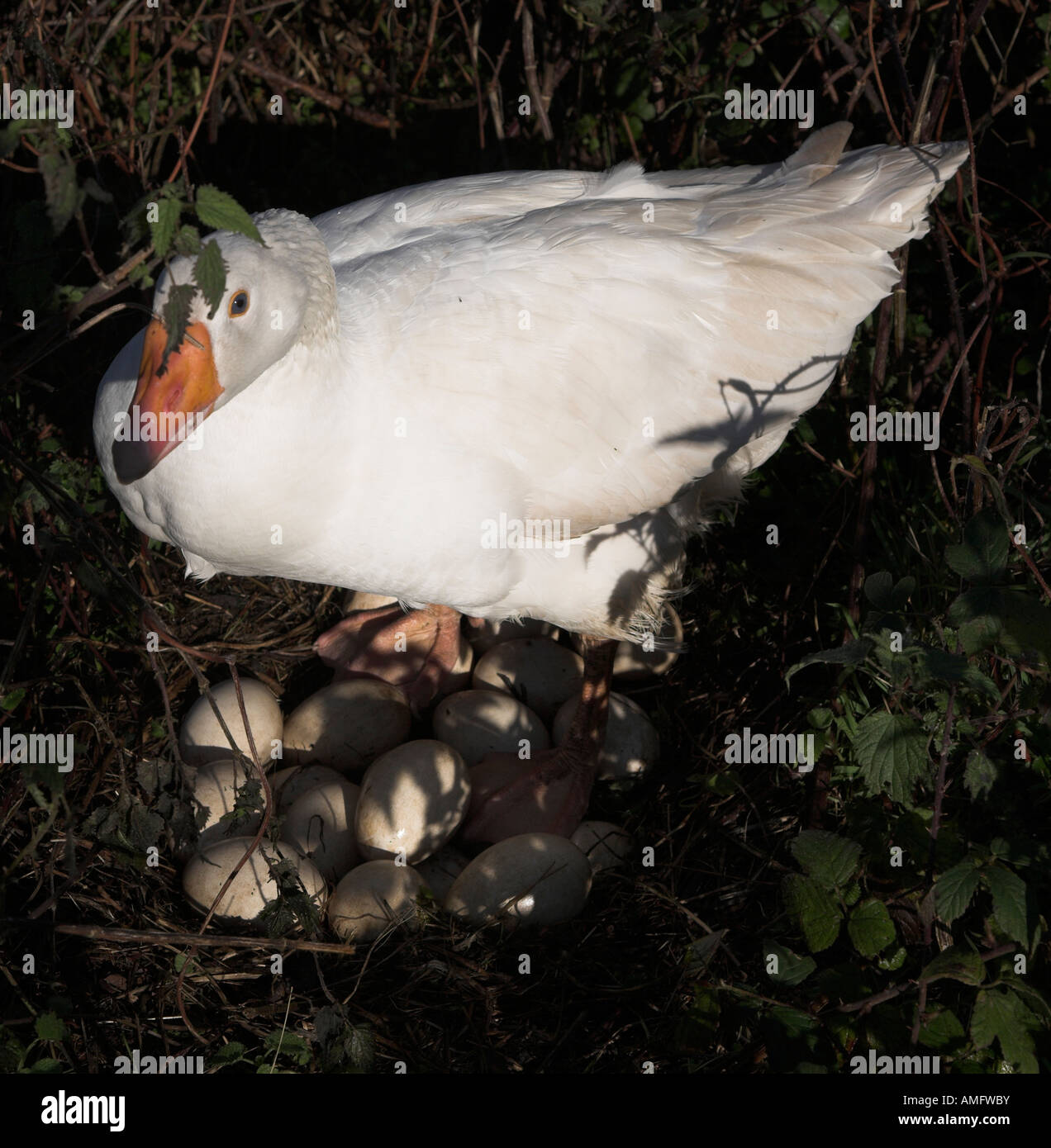 Embden goose nest of eggs Stock Photo - Alamy