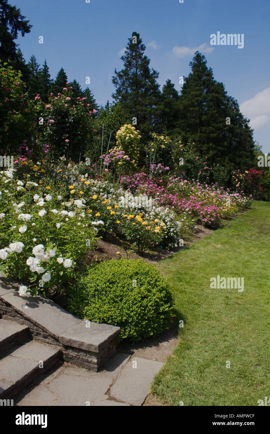the portland rose garden also known as the international rose test garden has more than 8 000 rose plants portland oregon - Portland Rose Garden the portland rose garden also known as the international rose test garden has more than 8 000 rose plants portland oregon - Portland Rose Garden