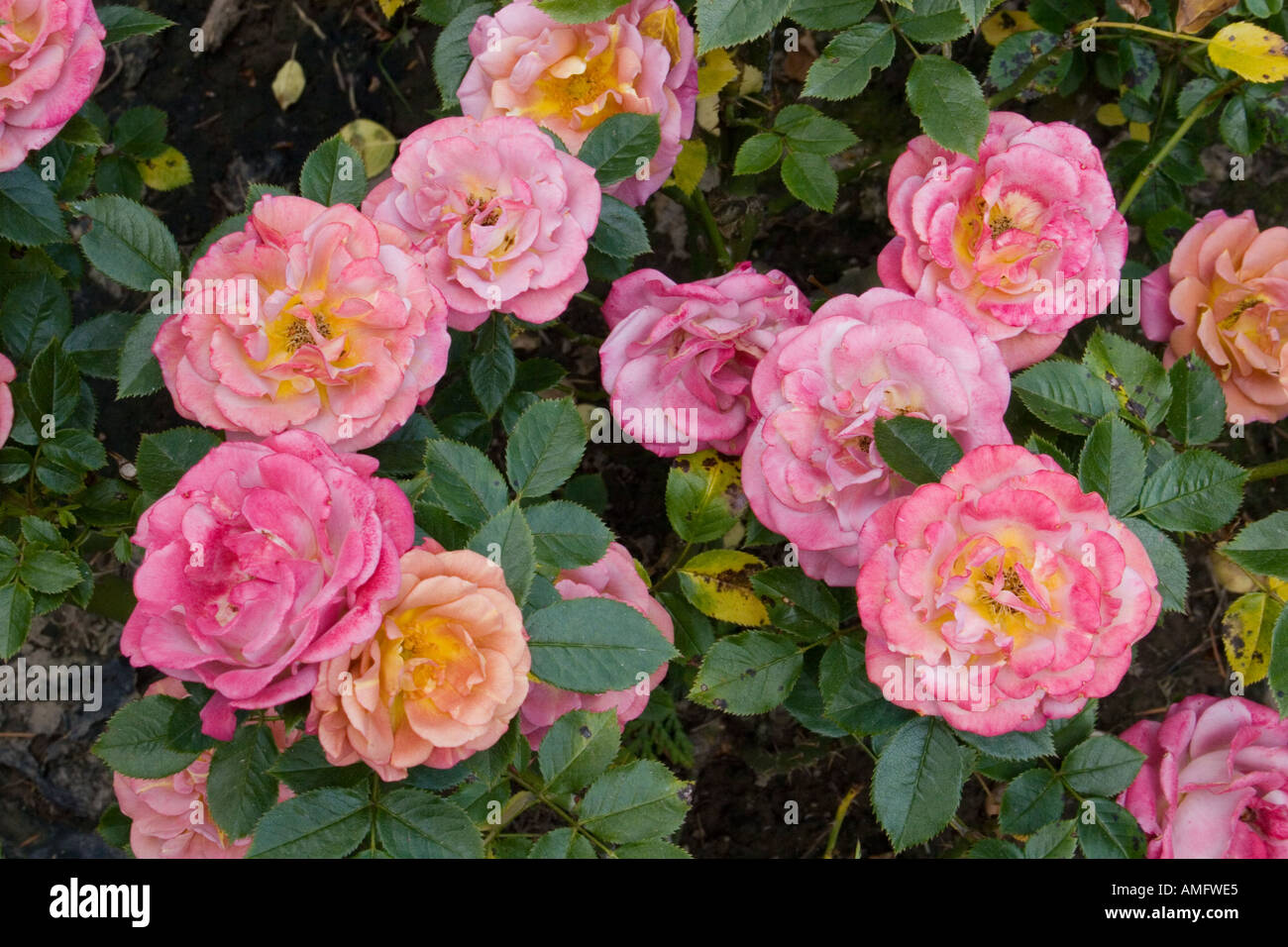 Multi colored roses bloom in the Portland Rose Garden INTERNATIONAL