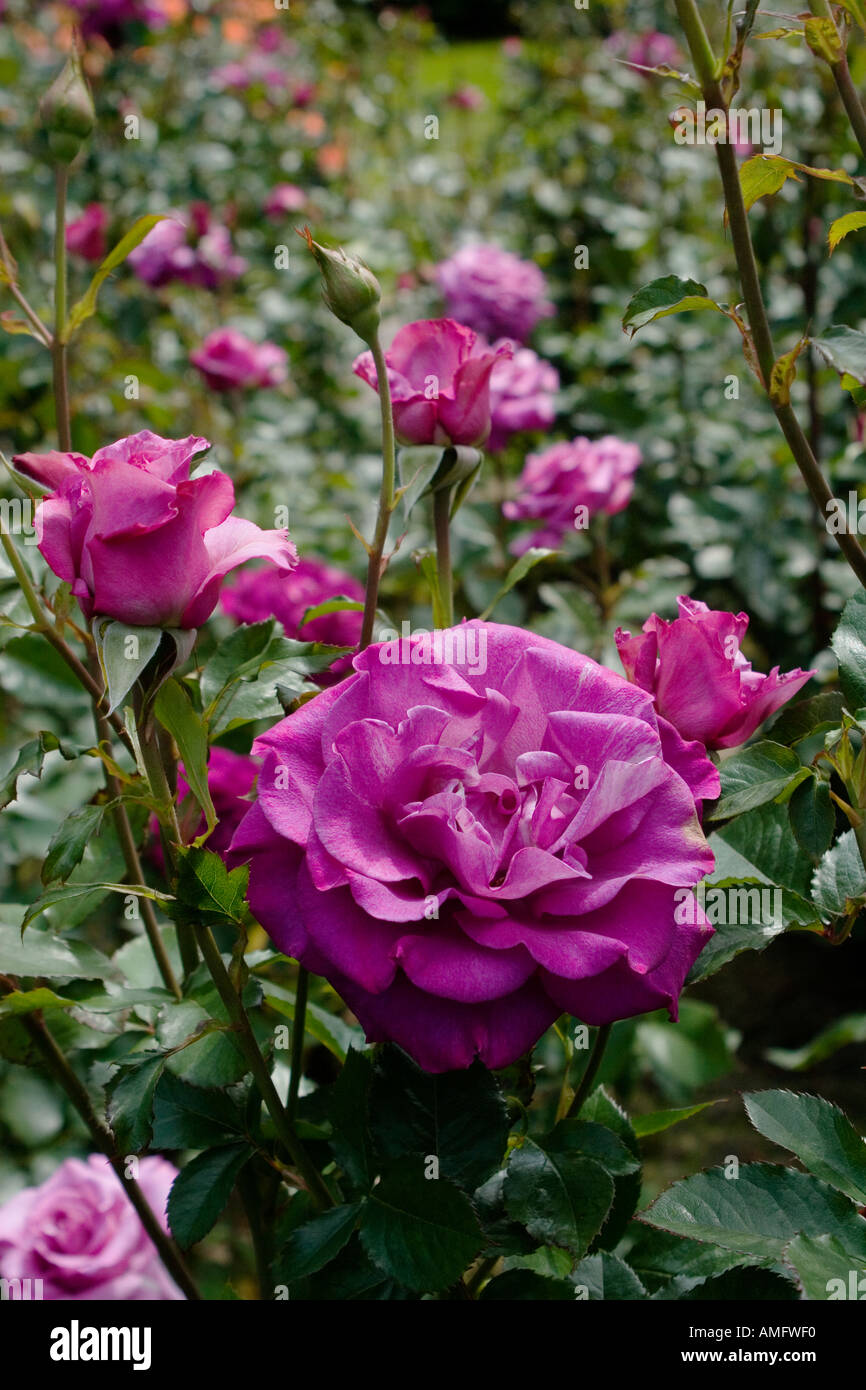 Purple roses bloom in the Portland Rose Garden INTERNATIONAL ROSE TEST