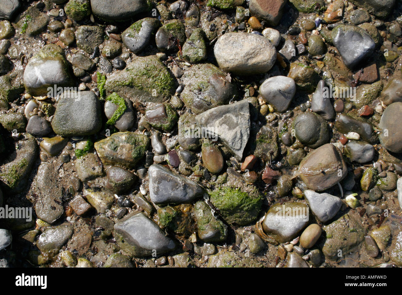 Pebbles beach close up hi-res stock photography and images - Alamy